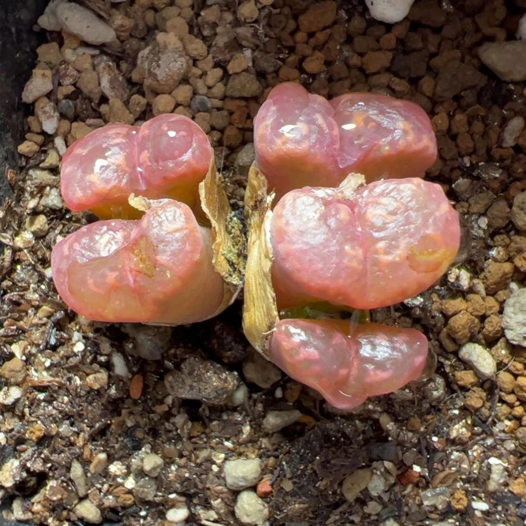 7-118鱼子酱勋章多肉植物