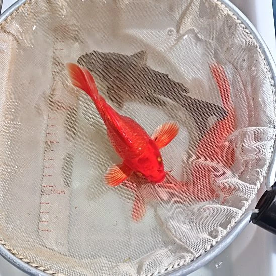 中国大陆冷水观赏鱼蝴蝶鲤