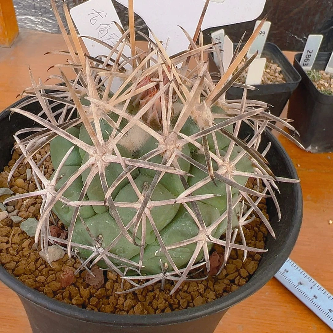 灿***王7421龙角冠实生裸根发货