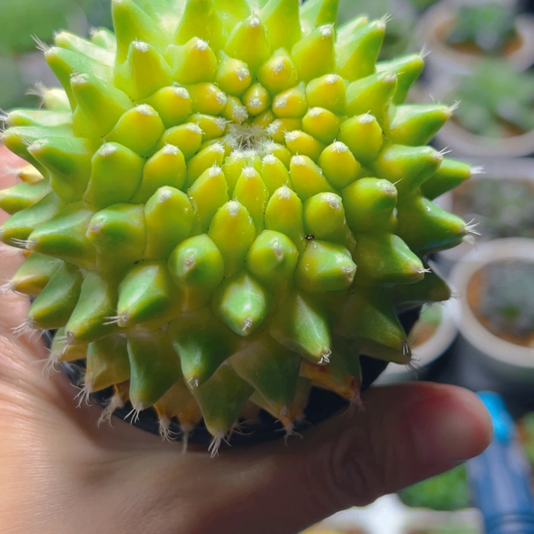 菠萝仙人球多肉多肉多肉