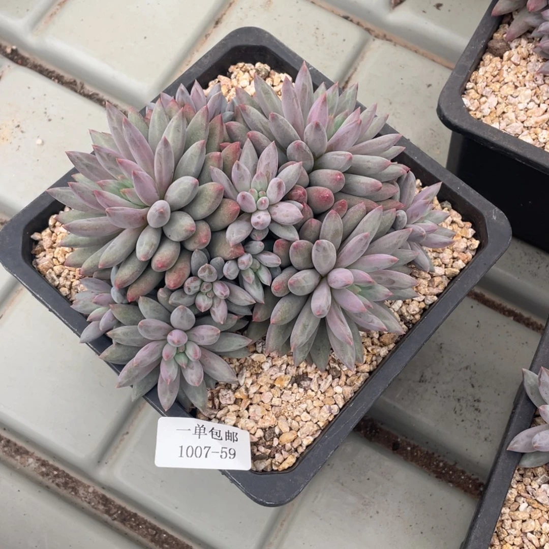 临****社1007-59-白体虞。。。。，，