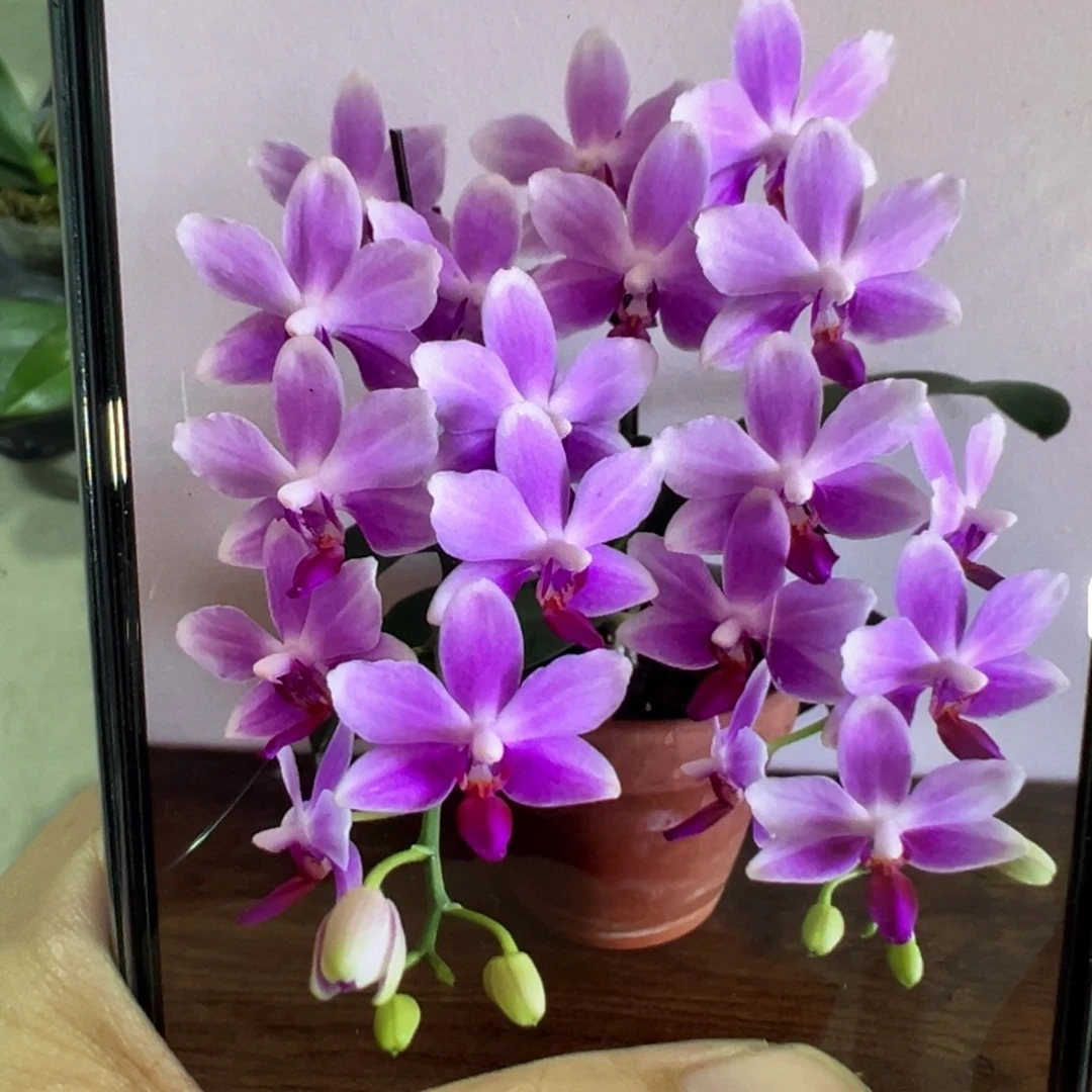 当前无花栽培后可以开花紫水仙苗子，凑单发货