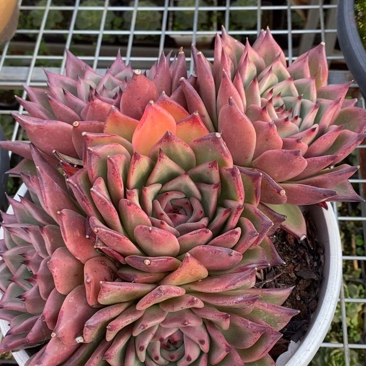 D108- 直播福利 东云捧花