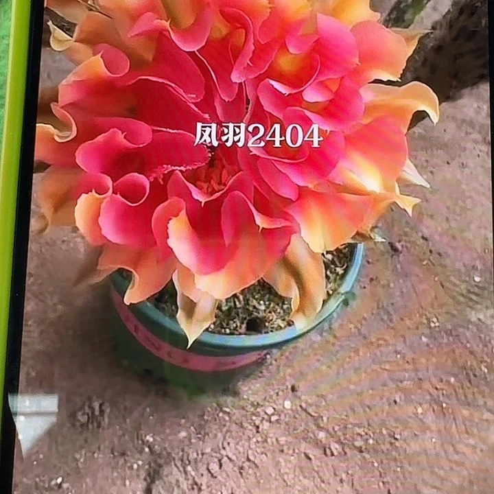 凤羽2404侧牙，尺寸以直播间看到的为准，偏远地区不包邮！