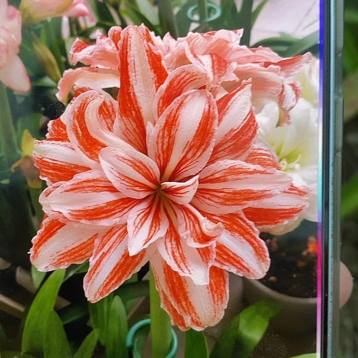 舞蹈皇后5厘米朱顶红