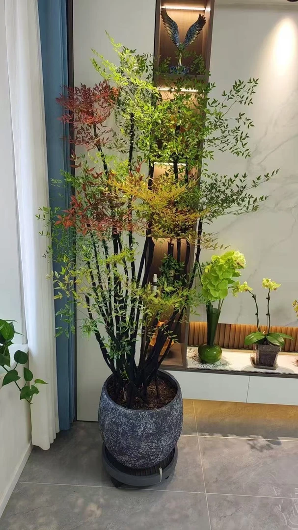 火焰南天竹大型老桩盆栽室内外绿植好养耐寒净化空气