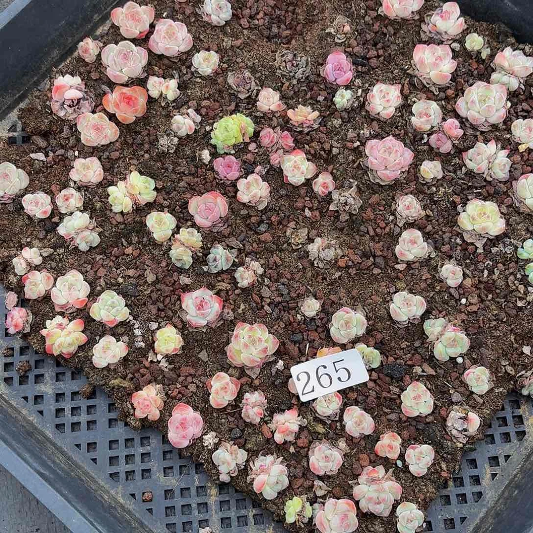 囡***囝多肉植物多肉植物265脱土发