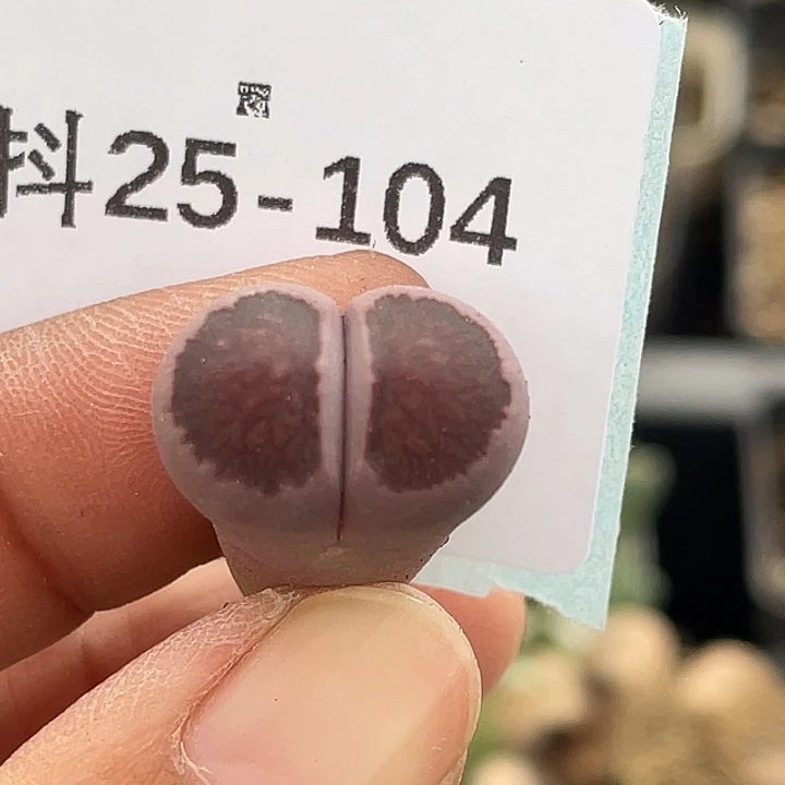 25-104紫菊多肉植物