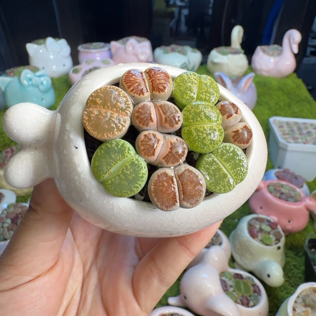 多肉植物开播福利冲1101