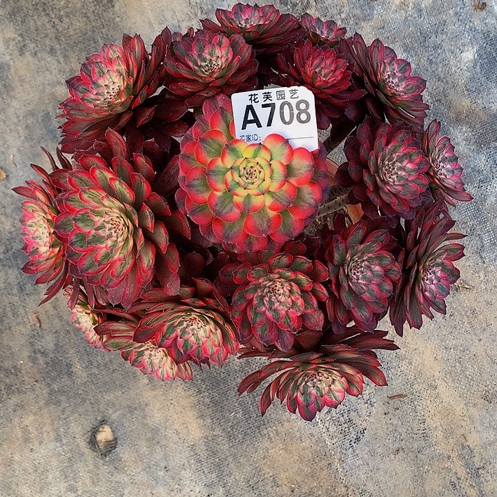 708法师多肉紫霞