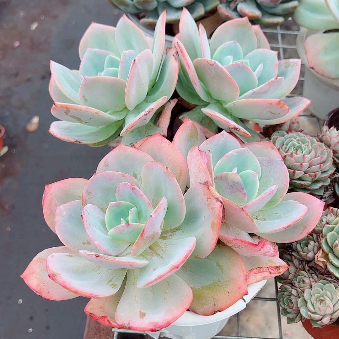 白凤双头起发精品特价