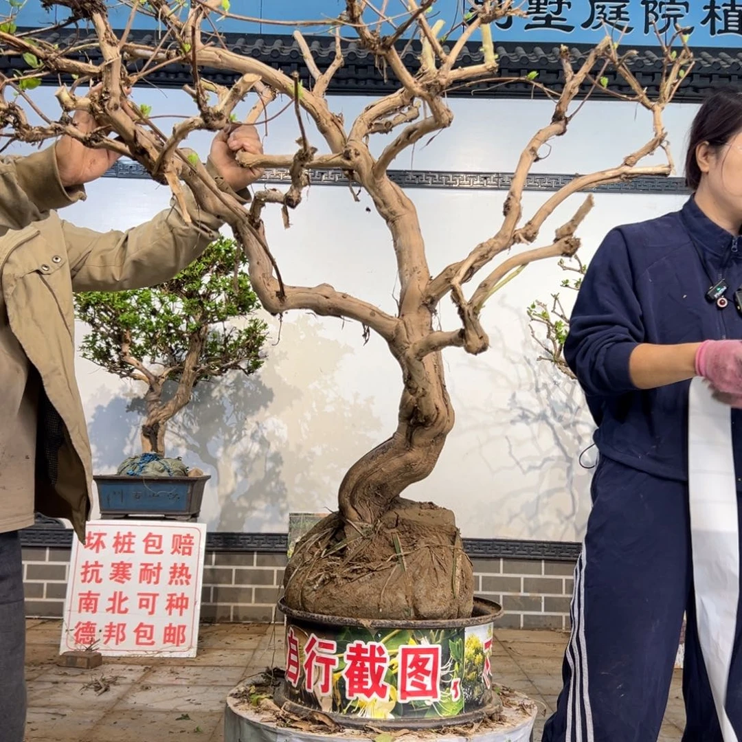 无花朵金银花8888