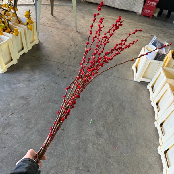 斗南花卉电子交易中心-年宵花银柳 （顺丰包邮）