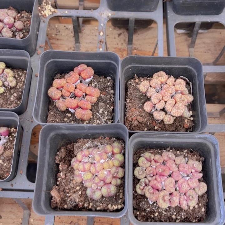 四盆安贞00000000002