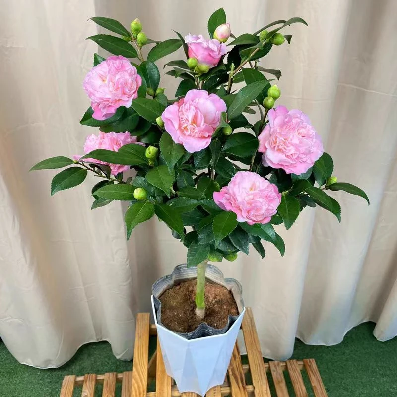 香妃茶花香味好养易活的盆栽四季可养于室内阳台
