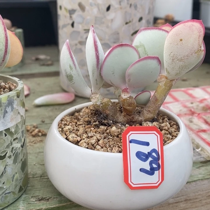 ?*闪一物一拍白眉多肉189