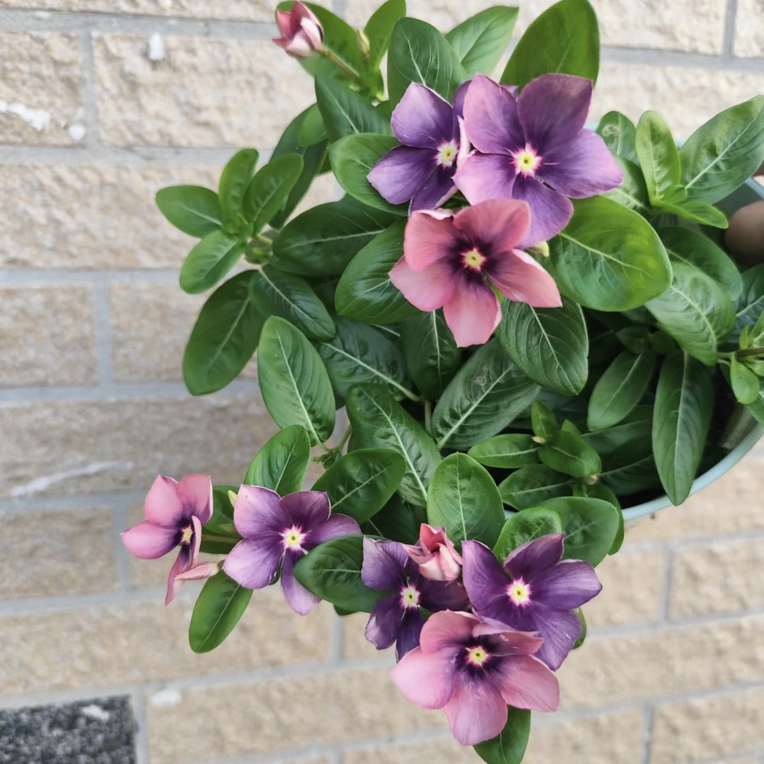 【J03】（高温变色）颗型偏小介意慎拍，马来西亚长春花复古色