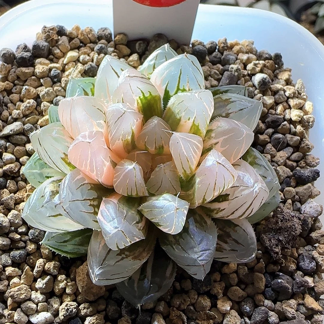 409号霓虹灯一物一拍带盆土