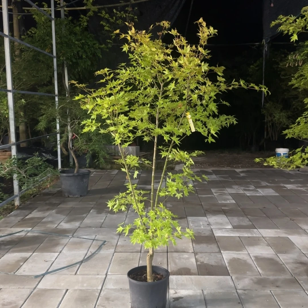 利***剑无花朵夏金一物一拍链接