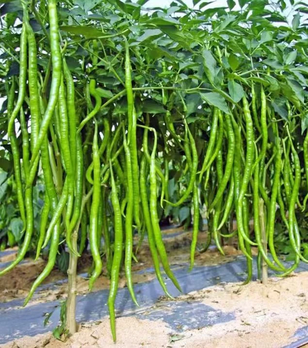 【8899线椒种子】四季种植盆栽地栽阳台小院种植