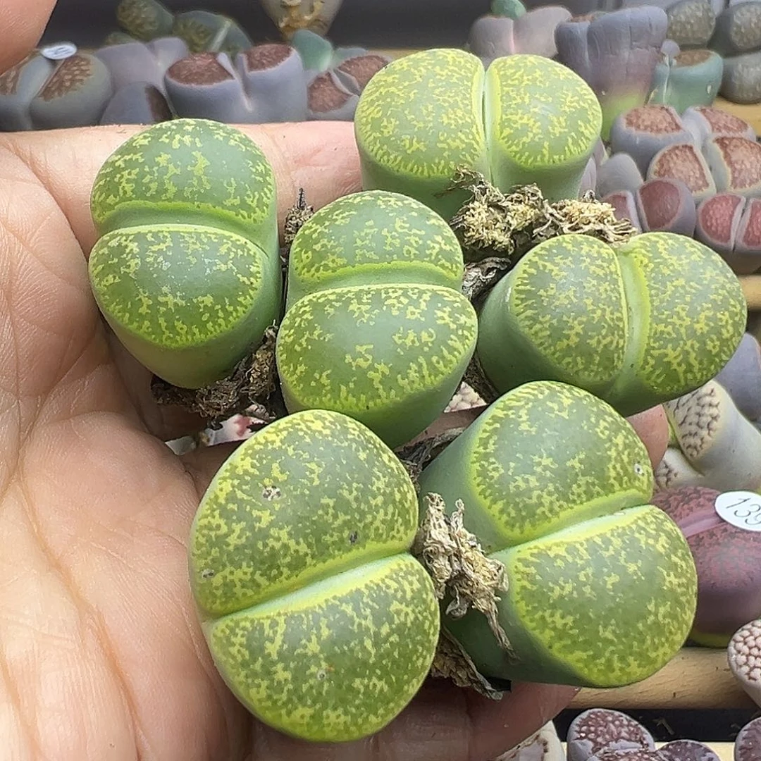 147炸3颗双头1111111111