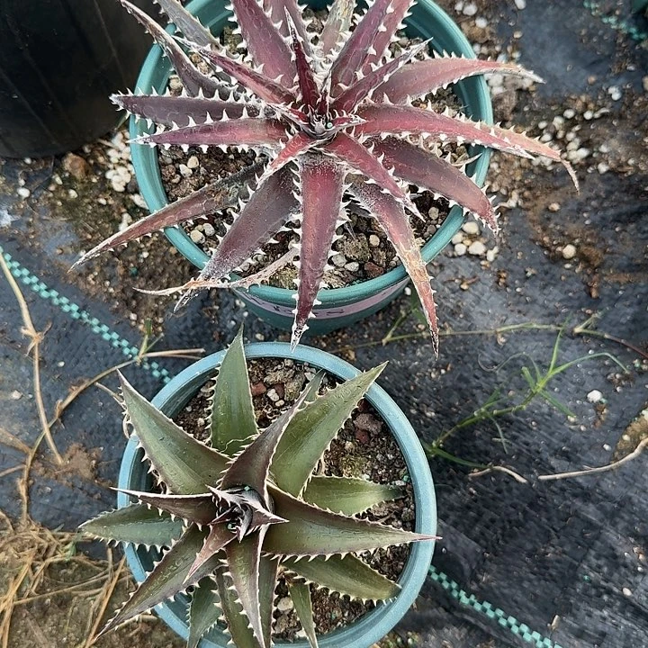 沙漠凤梨两颗脱土发货