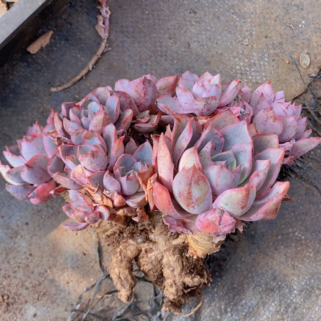 悟10号赫拉老桩00