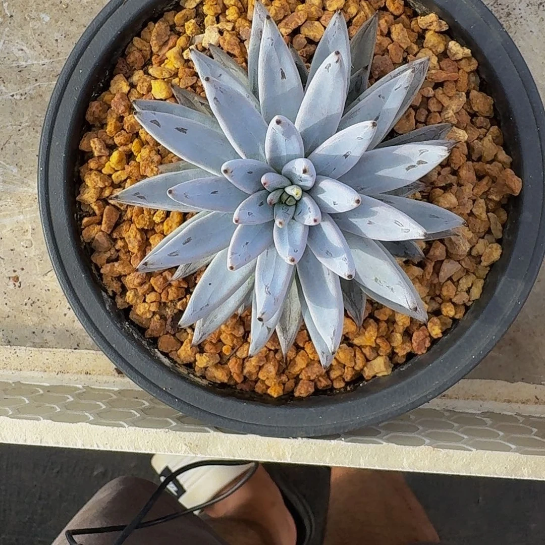 魔爪 单头 一物一拍