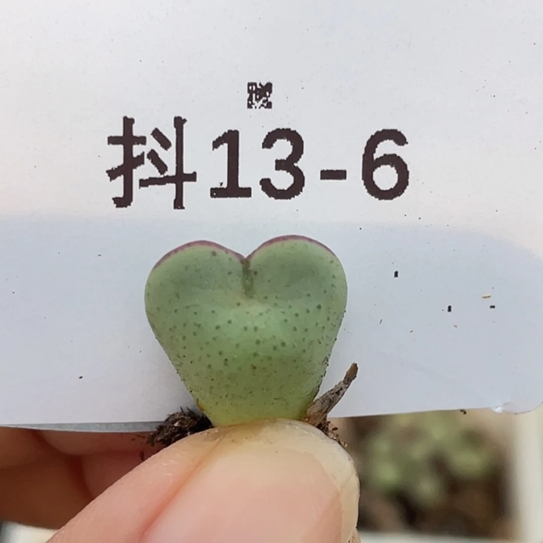 13-6爱心将多肉植物