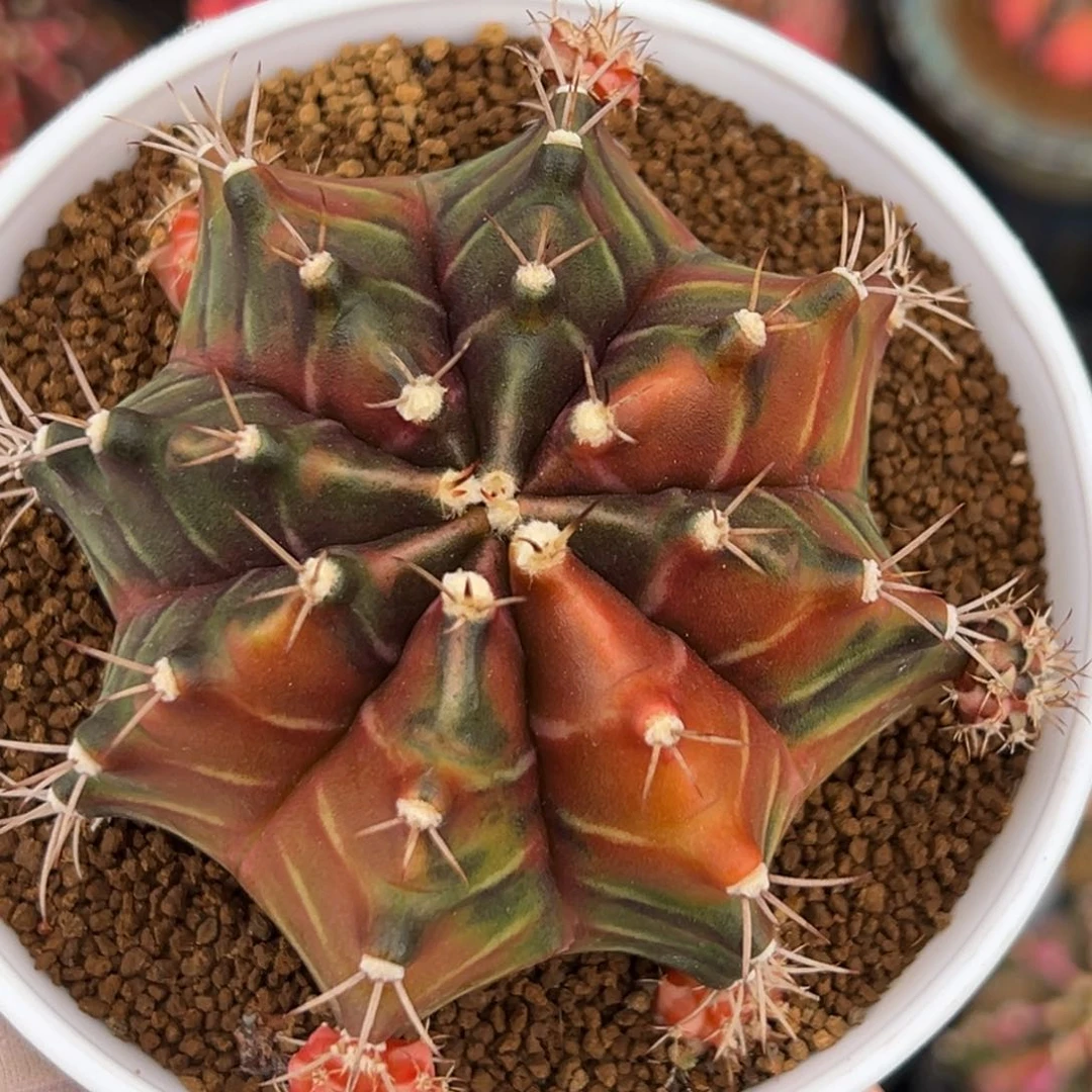 泰系实生乌贼0000