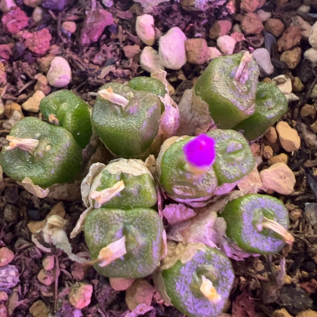 方糖 方糖 肉锥植物