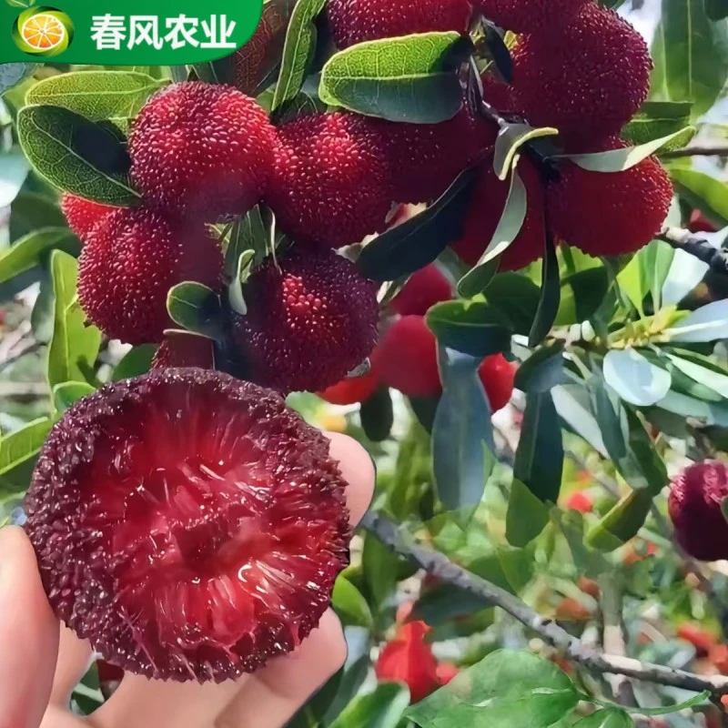 早熟杨梅优质高压苗杨梅老桩盆栽地栽早熟红杨梅果树苗带土带叶