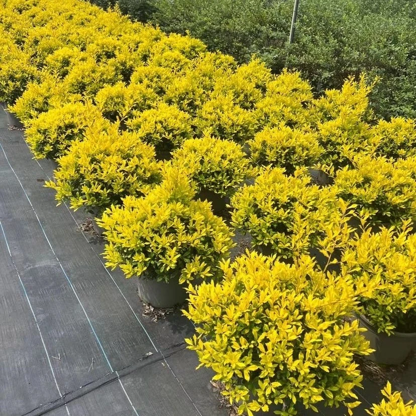 四季常青多年生庭院耐寒黄金无刺勾股圆球 棒棒糖