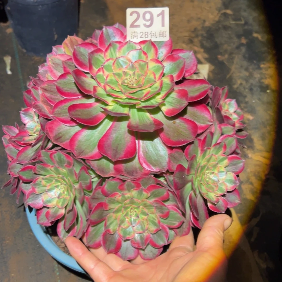 多肉植物291赤子心