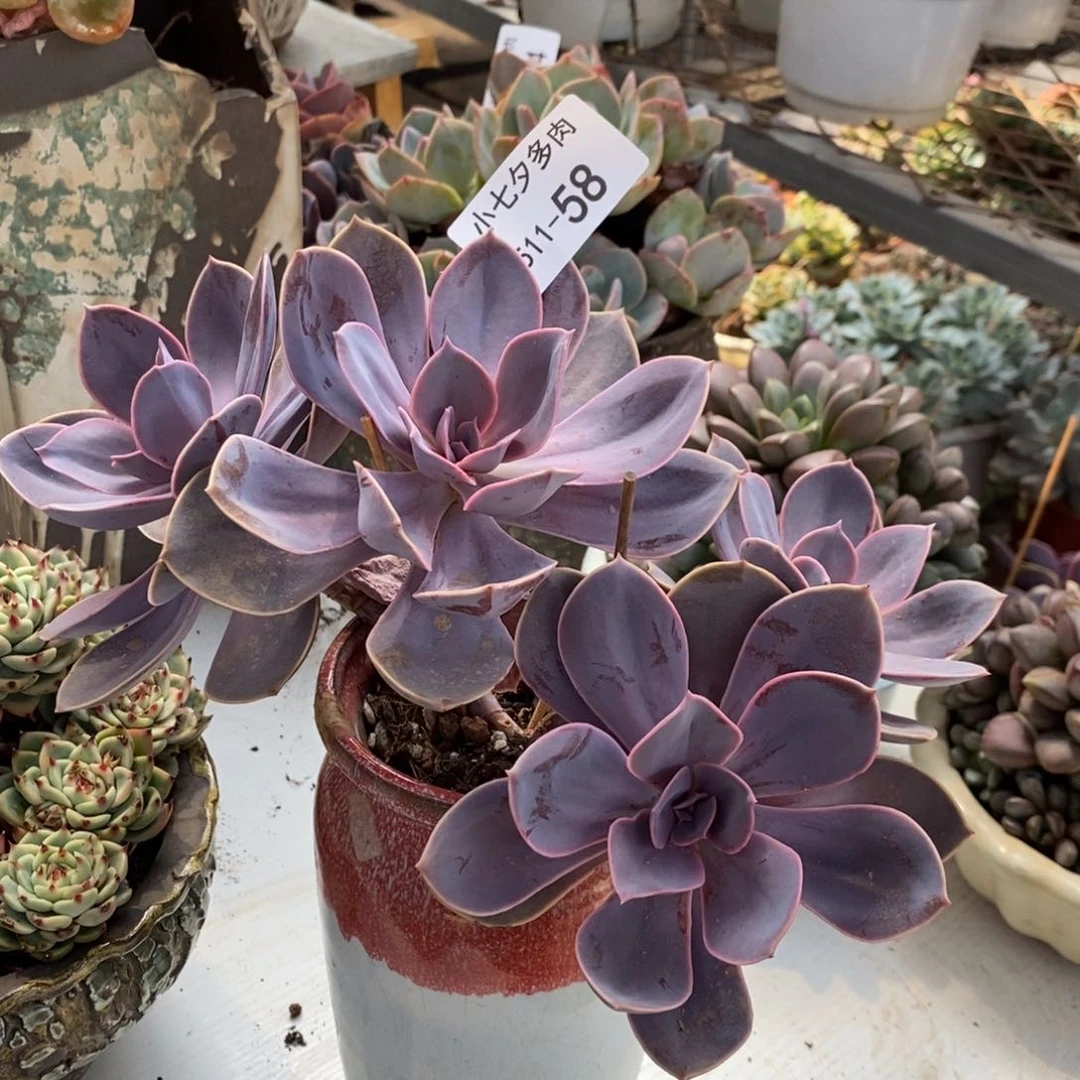 小七夕多肉紫丁香58