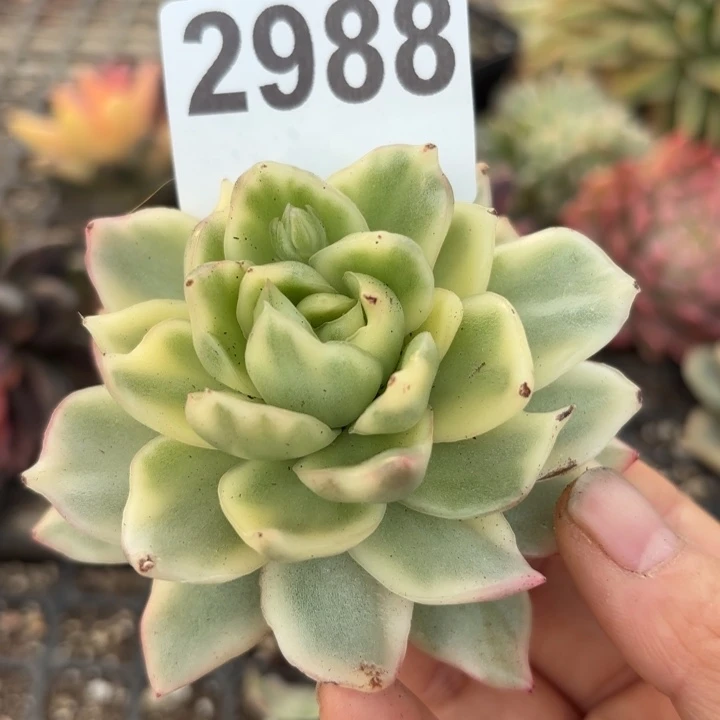 祝福锦多肉植物满18包邮当场凑单