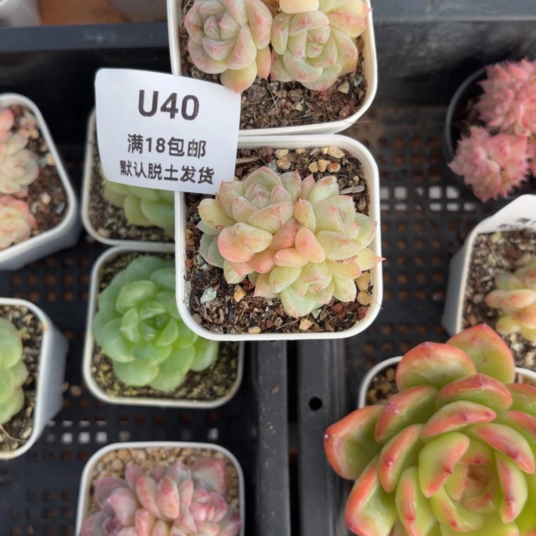 桃***呀东篱下多肉植物40哈哈