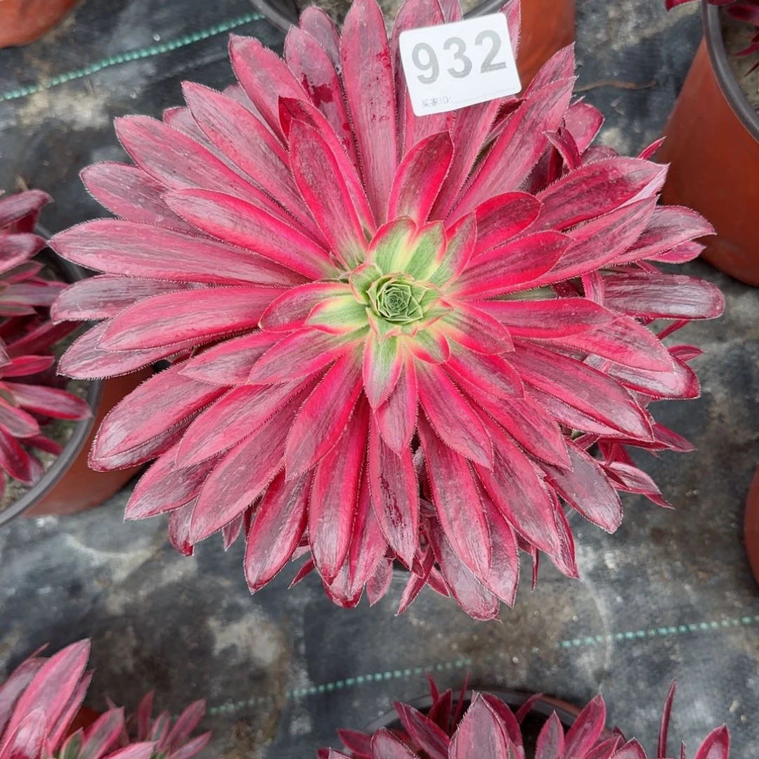 冰*932多肉植物孔雀