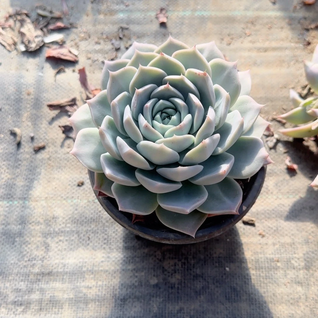 y***梦无花朵150蝶叶单头小