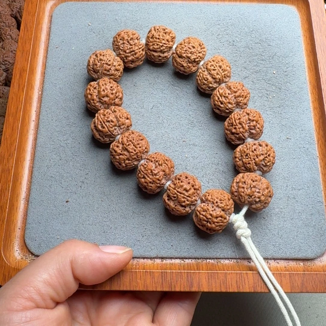 菩提菩提23号尼泊尔大金刚21安娜蜂窝