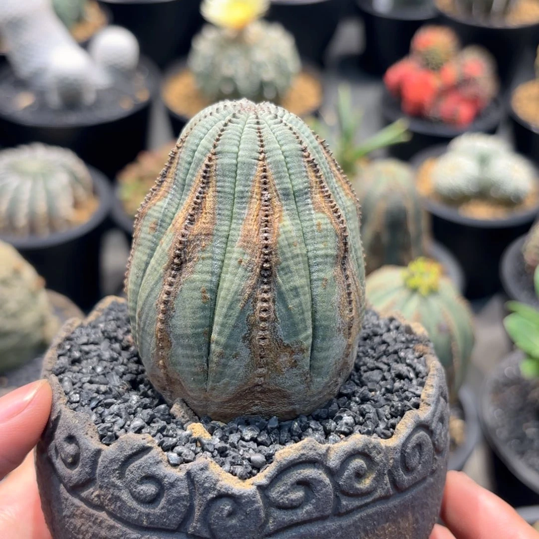 当前无花朵，栽培后可花朵欧系布纹球