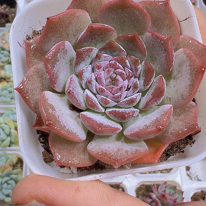 恩宠19包邮多肉植物