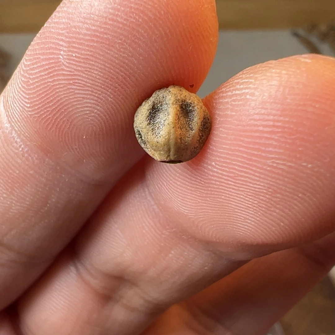 吊坠柏香籽/百香籽