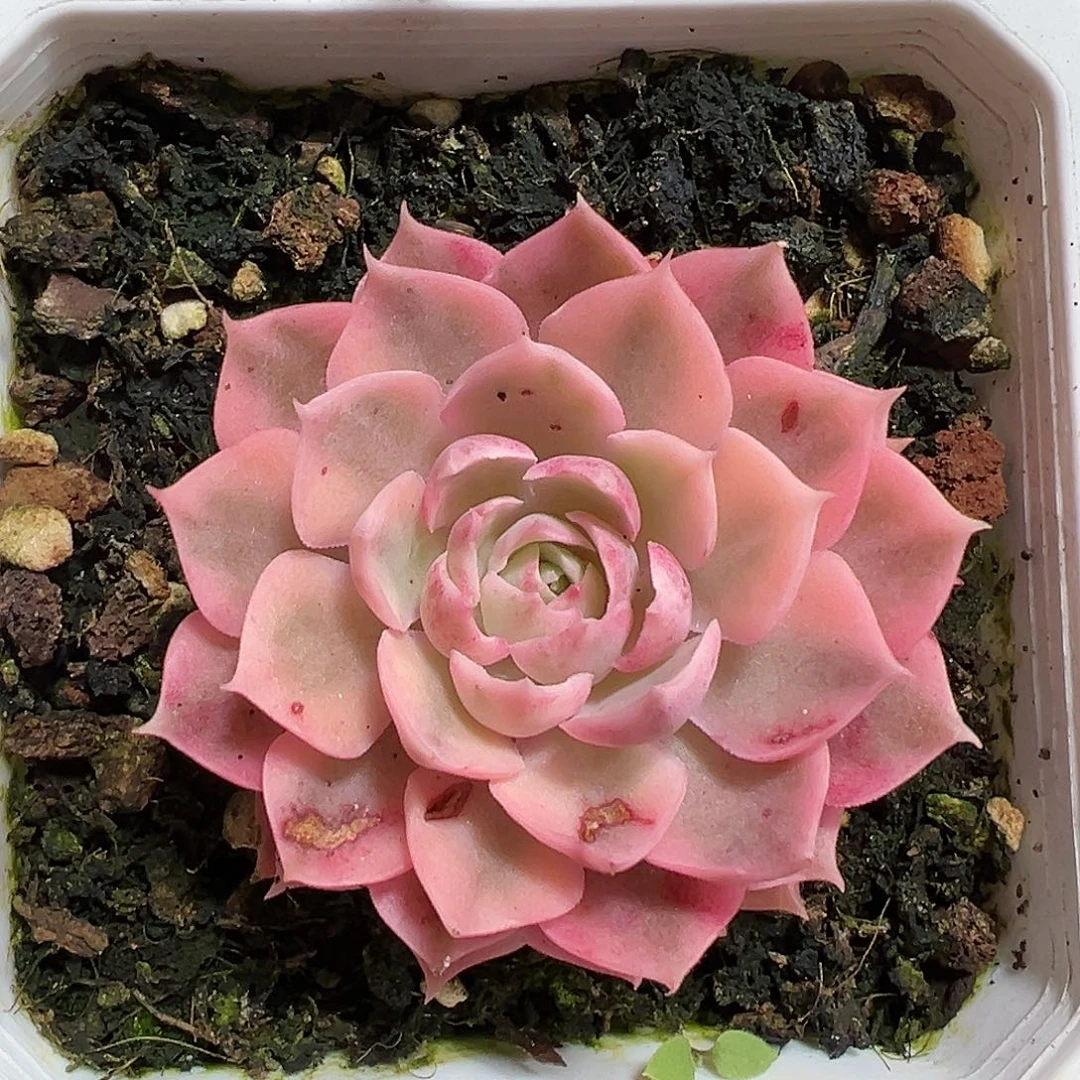 满38包邮沙漠玫瑰锦