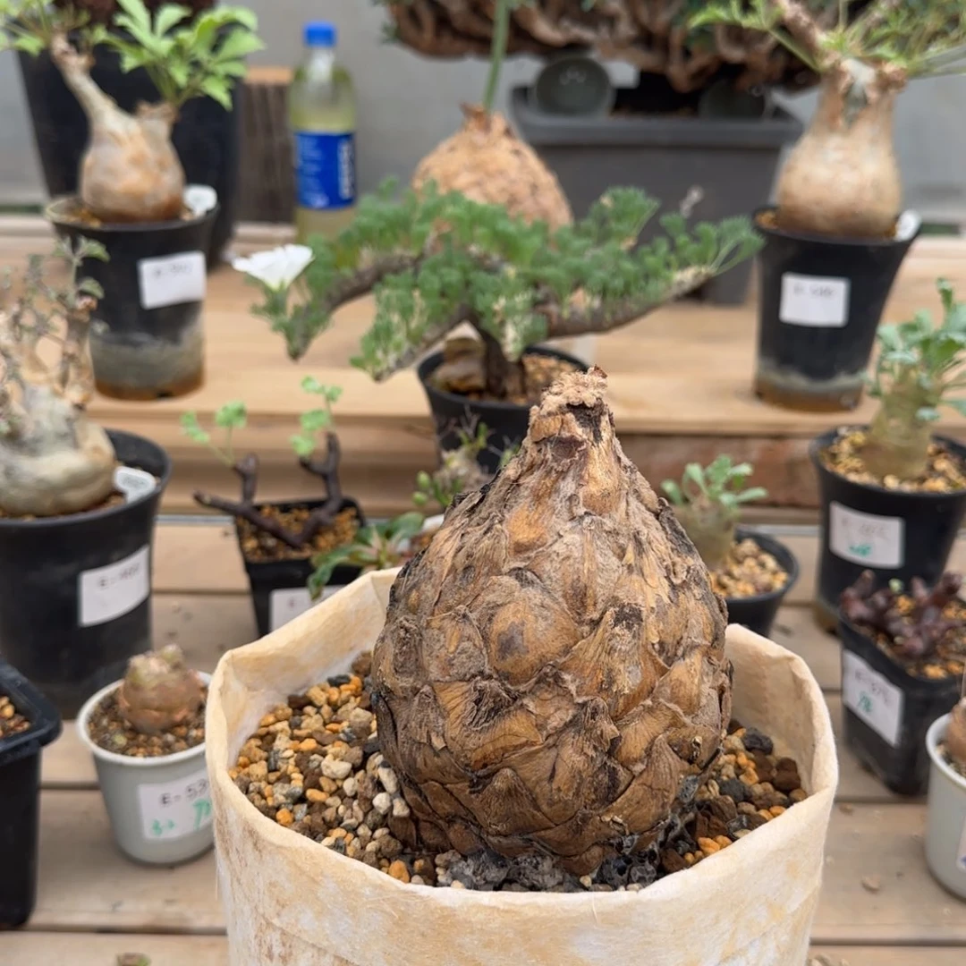 542蓝棘苏铁块根植物