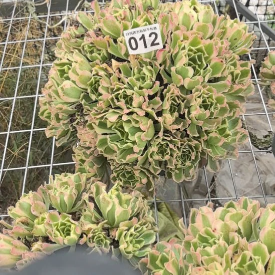 012白凤花花外卖法师