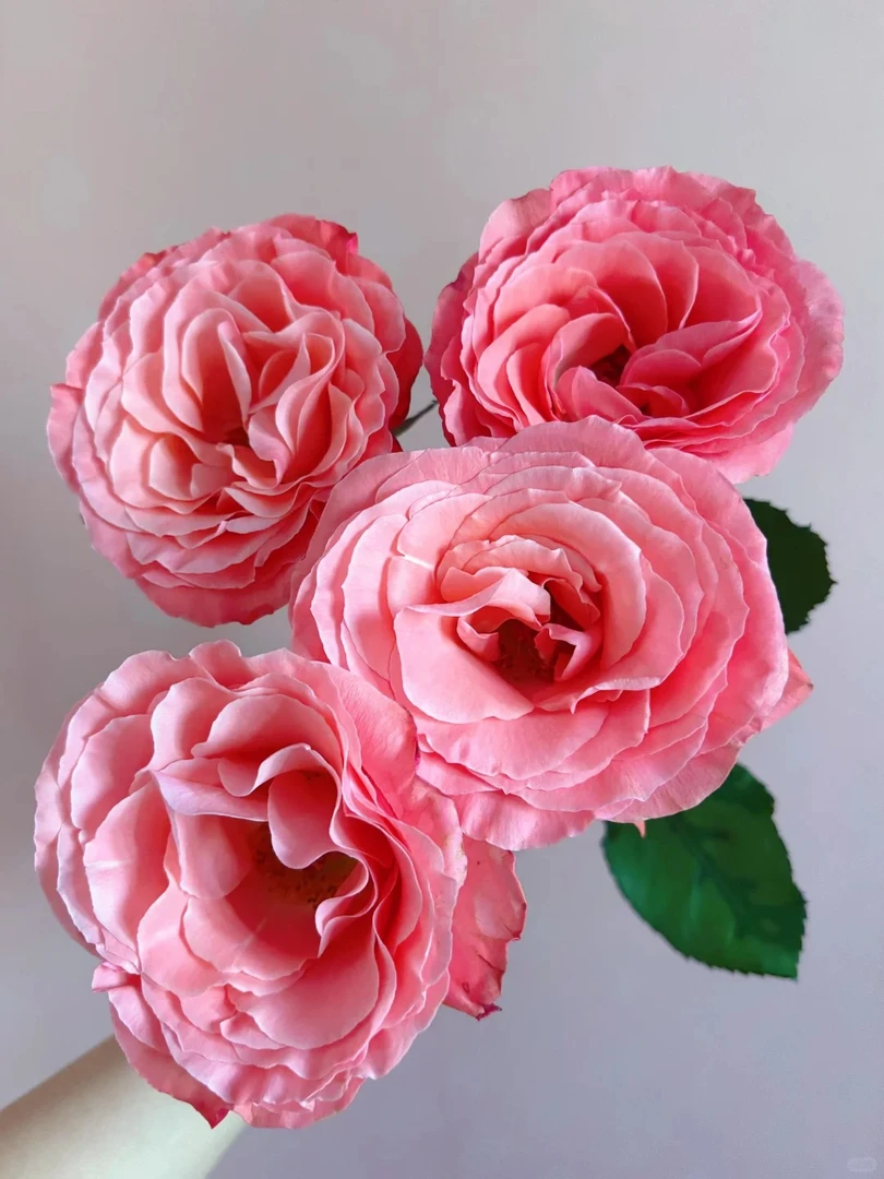 梦影单头玫瑰--收到花第一时间带包装醒花哟