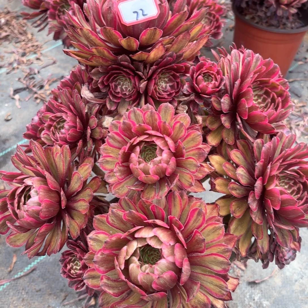 无花朵72紫牡丹多肉植物