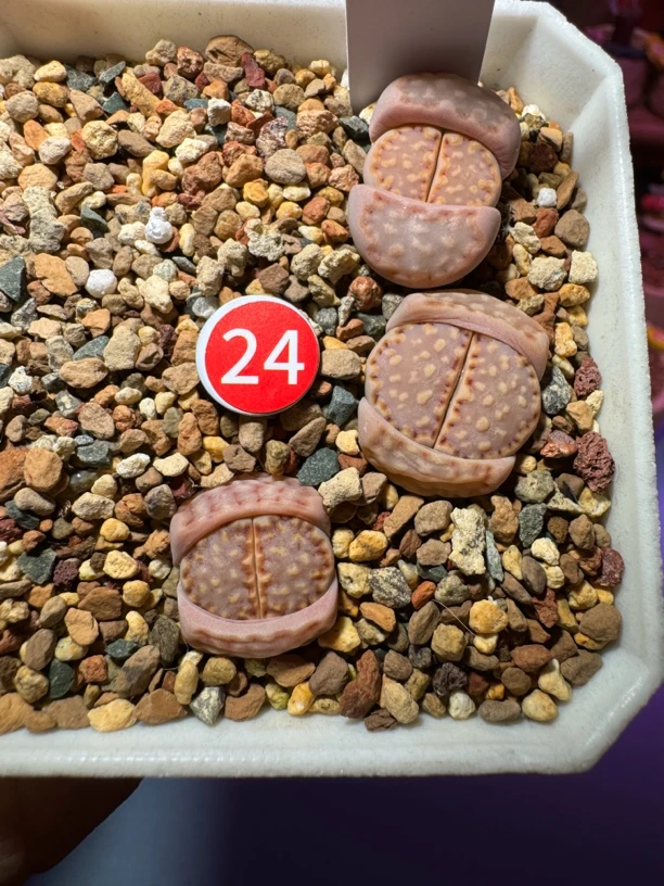 多肉植物生石花饼干一盒打包脱土发货