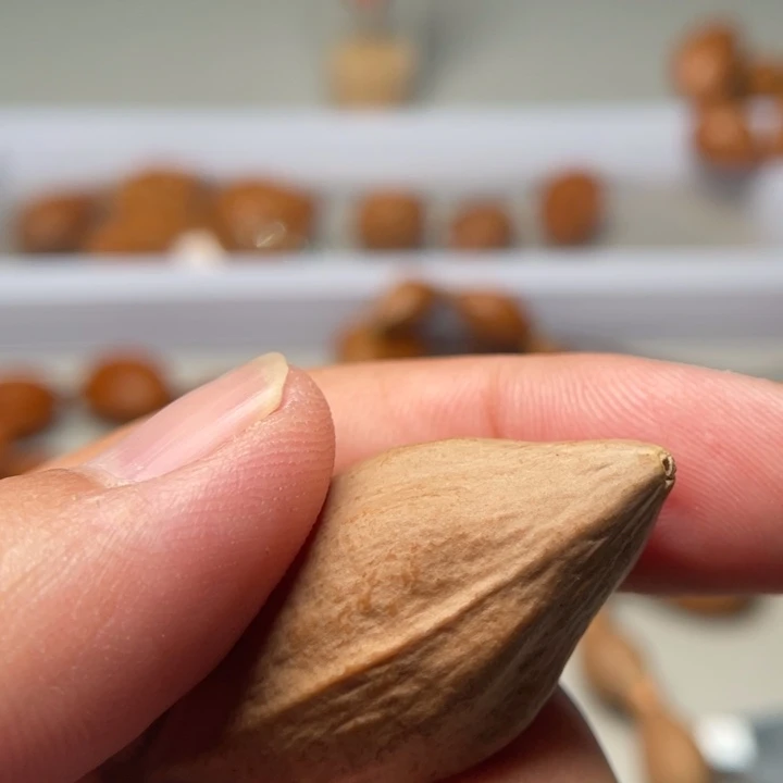 橄榄核吊坠奔***?橄榄核